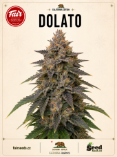 Fair Seeds Dolato Feminized Seeds