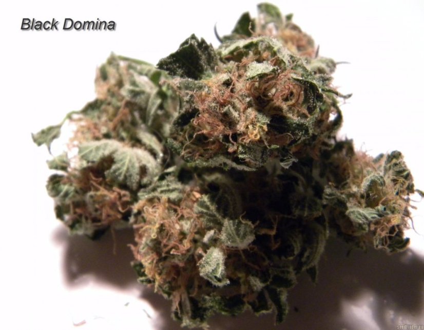 Black Domina - semínka 10 ks standardizovaná Sensi Seeds