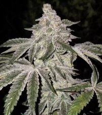 Ethos Genetics Atomic Leisure R1 feminisierte Samen
