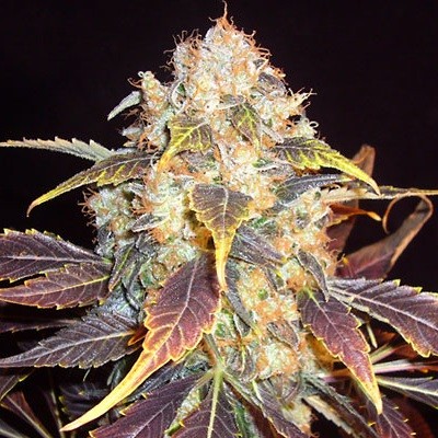 White Berry 5 ks, feminizované semená Paradise Seeds