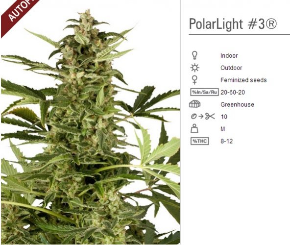PolarLight  3®- autoflowering semienka 7ks Dutch Passion