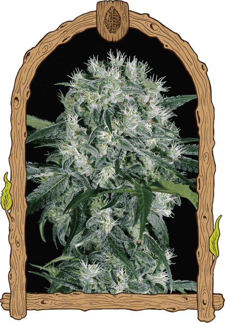 Pink Hokkaido - feminizované semená, 10 ks, Exotic Seed