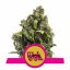 Candy Kush Express Fast Flowering feminized seeds 3pcs Royal Queen Seeds