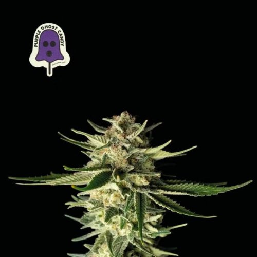 Purple Ghost Candy - feminisierte Hanfsamen 10 Stück, Seedsman