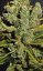 Royal Cheese - Feminized Seeds 5 pcs Royal Queen Seeds