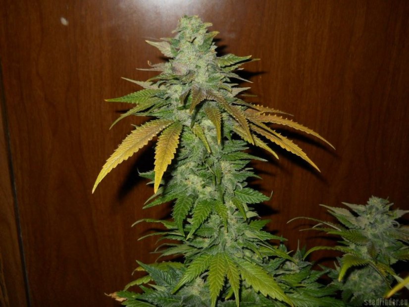 TNT Kush - feminisierte Samen 6 Stück Eva Seeds