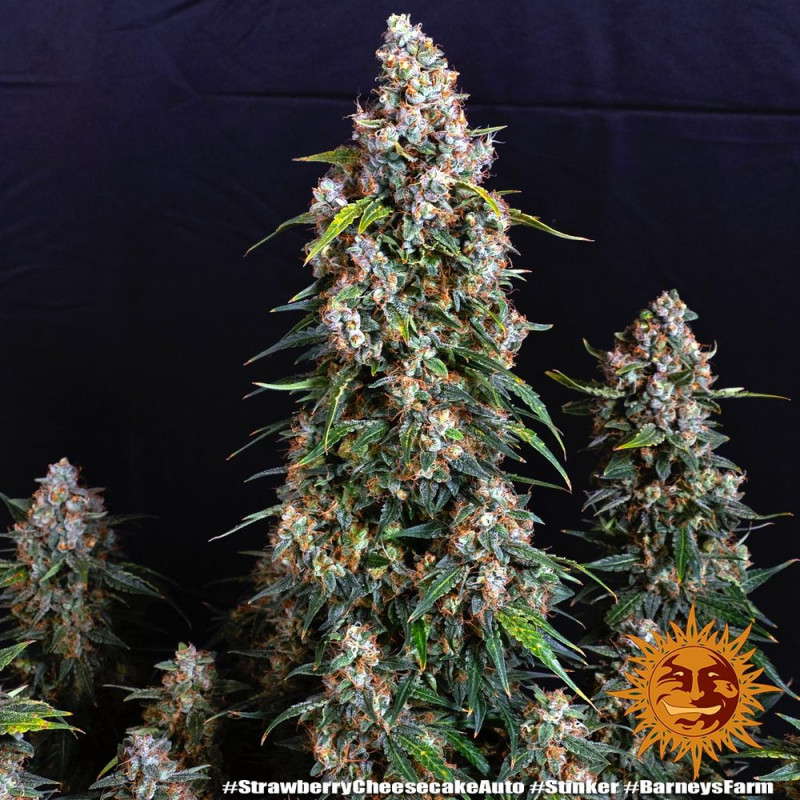 Strawberry Cheesecake Auto - autoflowering semena marihuany 10 ks Barney´s Farm