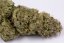 OG Kush Auto - fem. a samonakvétací semienka 5ks Humboldt