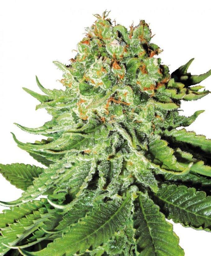 Northern Lights Automatic - feminizovaná a samonakvétací semínka 10ks Sensi Seeds