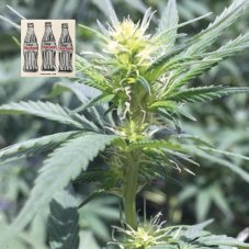 Seedsman Diet Durban THCV 1:1 feminisierte Samen