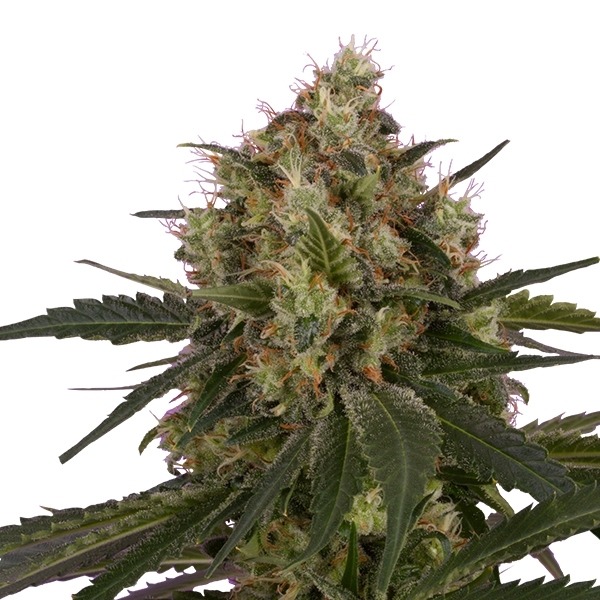 Ice - feminizovaná semínka 3 ks Royal Queen Seeds