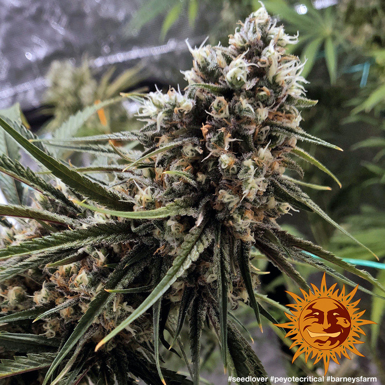 Peyote Critical - feminizované semena marihuany 5 ks Barney´s Farm