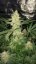 Lemon Zkittle - feminizovaná semienka 3ks Dutch Passion