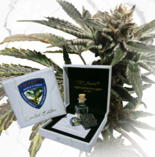 T.H. Seeds Purple Tangie X Birthday Cake regulérní semena