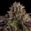KMINTZ - nasiona feminizowane, 5 szt., Ripper Seeds