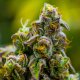 Legendary Cannabis Varieties 5: Original Haze