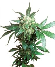 Black Domina - 10 sztuk nasion standardowych Sensi Seeds