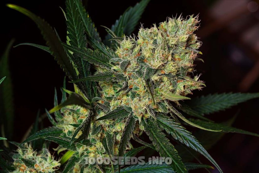 Green Poison Fast Version - feminizované semienka 10ks Sweet Seeds