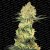 Auto Wappa - samokvitnnúce semienka 5 ks Paradise Seeds