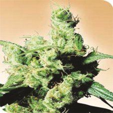 Silver Haze - semínka 10 ks standardizovaná Sensi Seeds