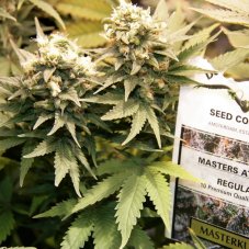 Masterkush - feminized 3pcs Dutch Passion seeds