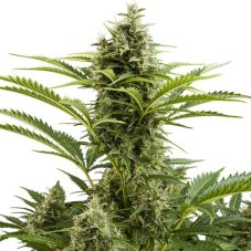 Vesta - feminizovaná a autoflowering semínka 10 ks Buddha Seeds