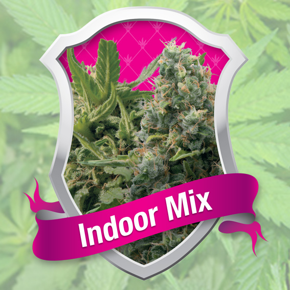 Indoor Mix - feminizovaná semínka 3 ks Royal Queen Seeds