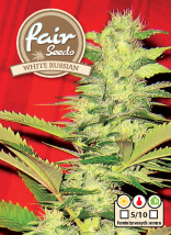 White Russian – feminizované semienka 5 ks Fair Seeds