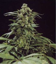 G13 x Skunk 18  ks štandardizovaná semienka Mr. Nice