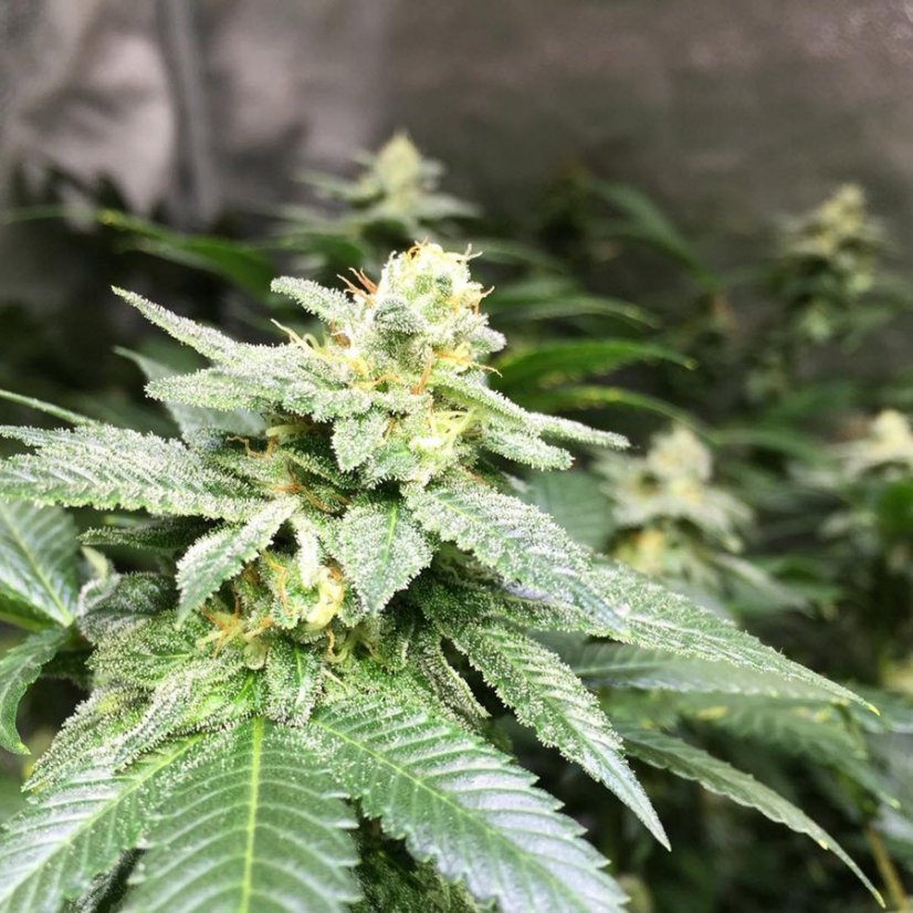Cookies Kush - feminized seeds 3 pieces Barney's Farm