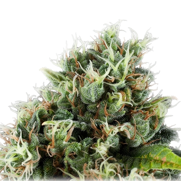 Power Flower - feminizovaná semínka 10 ks Royal Queen Seeds