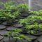 How to Successfully Clone (Take Cuttings from) Cannabis?