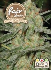 Auto Somango - autoflowering Samen 5 Stück Fair Seeds