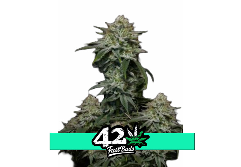 Gorilla Cookies FF - feminized marijuana seeds 10 pcs Fast Buds