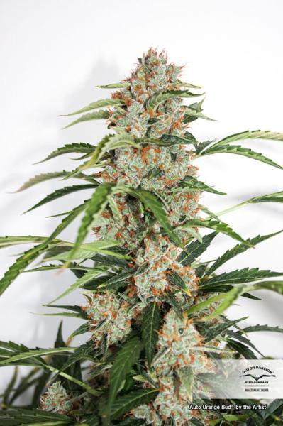 Auto Orange Bud® - samonakvétací semínka 3 ks Dutch Passion