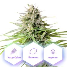 Blue Cheese - feminizovaná semena konopí, 3 ks, Cannapio