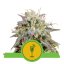 Mimosa Automatic - fem. and self-flowering seeds 10 pcs Royal Queen Seeds