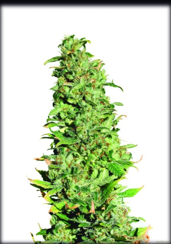 High Level - 9ks feminized semien Eva Seeds