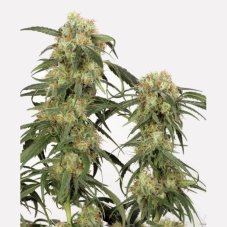 Pamir Gold - Feminizowane 10ks Dutch Passion Seeds