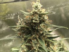 CBD 1:1 Silver Lime Haze samonakvétací semena 5 ks Seedstockers