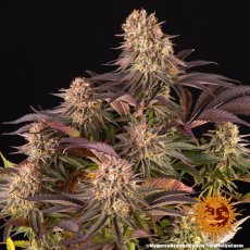Mimosa X Orange Punch - feminizované semienka 5 ks Barney´s Farm