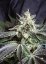 Black Jack Fast Version - Feminisierte Samen 3 Stück Sweet Seeds