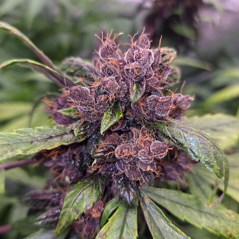 Auto Forbidden Cherry - autoflowering semená 7ks, Dutch Passion