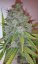 Purple Trainwreck - feminizovaná semína 3ks Humboldt