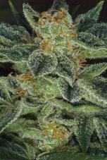 T.H. Seeds Skunk XXX regulárne semená