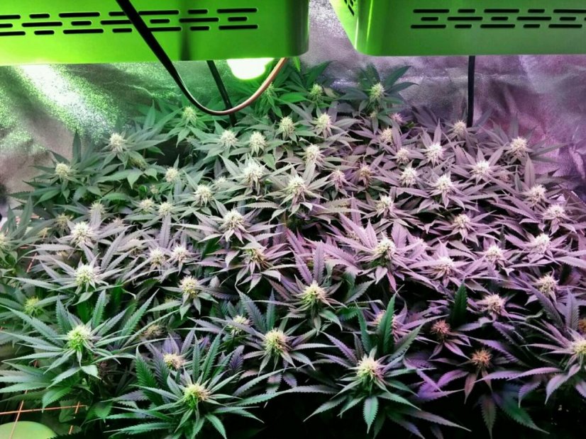 Blue Kush - feminizowane nasiona 5 sztuk Dinafem