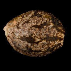 L.A.Vanilla Cake - feminizovaná semena 10ks, Silent Seeds