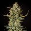 Auto Banana OG Kush - samonakvétacie semená 5 ks Cannapio