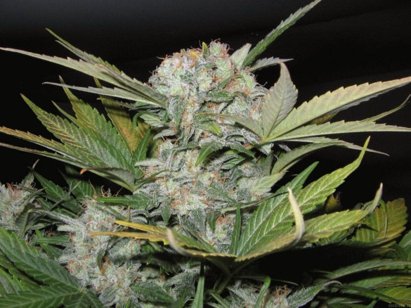 Fast Bud 2 Auto – 3 ks autoflowering semien RQS