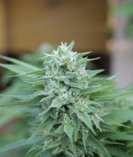 Delicious Seeds Moby Delicious feminized seeds